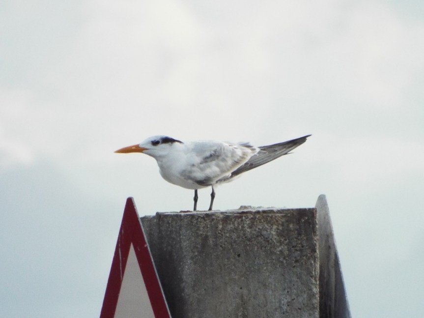 royal-tern