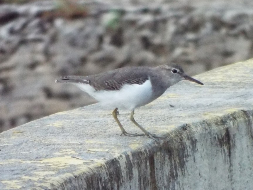 spotted-sandpiper