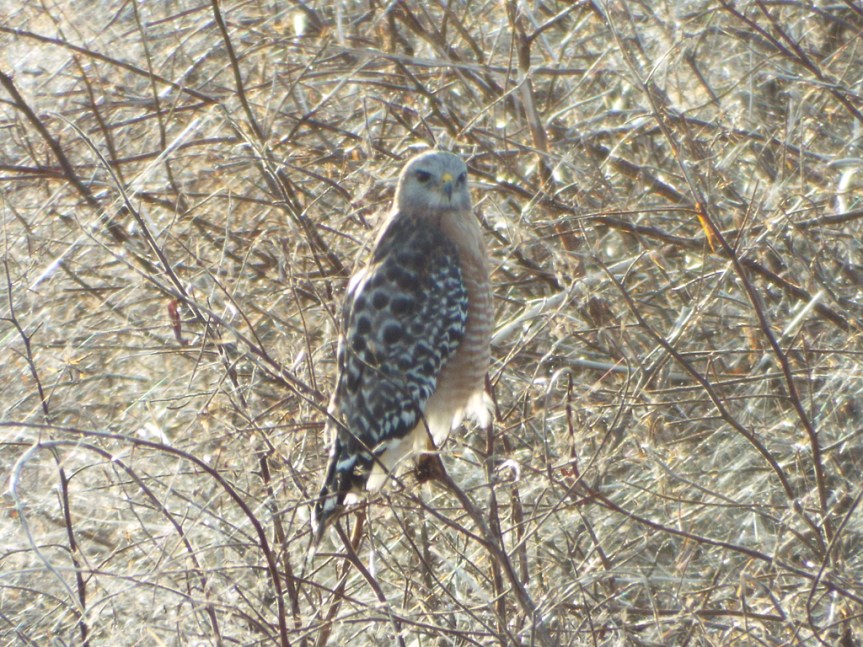 red-shouldered-hawk