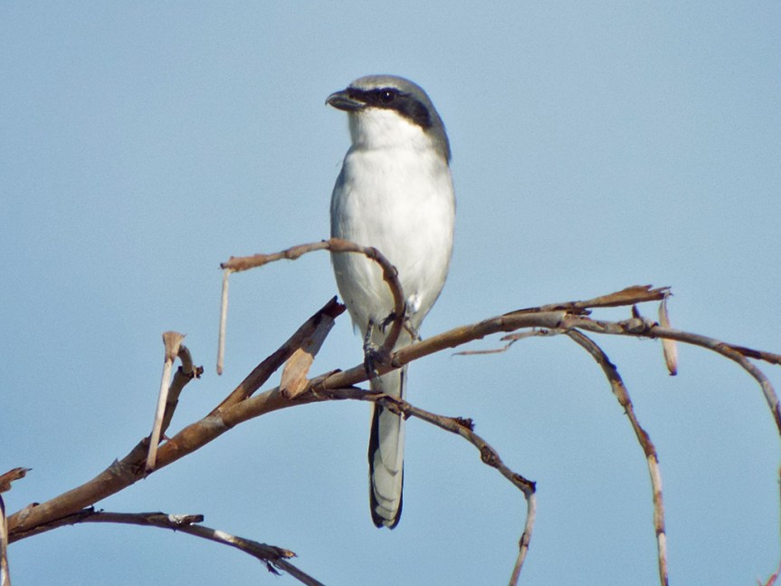 shrike