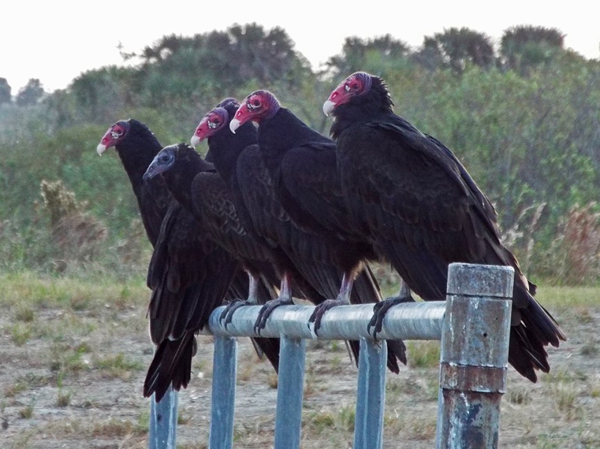 t-vultures