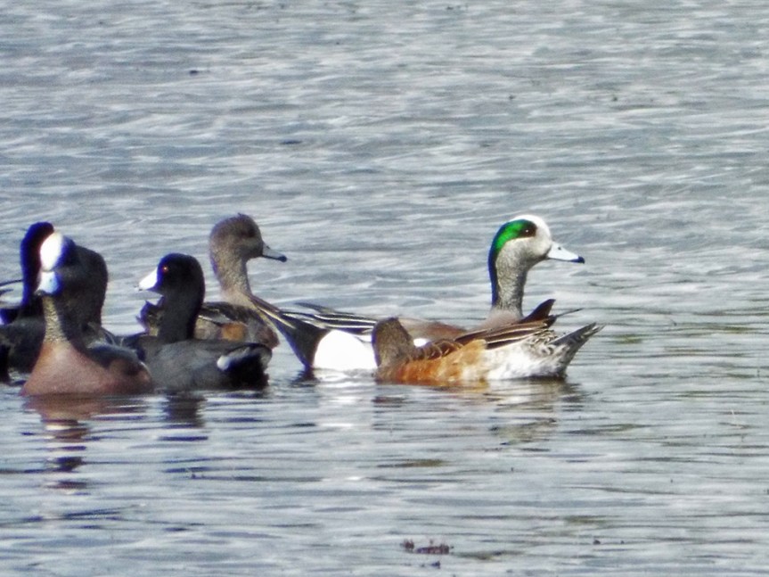 american-wigeon