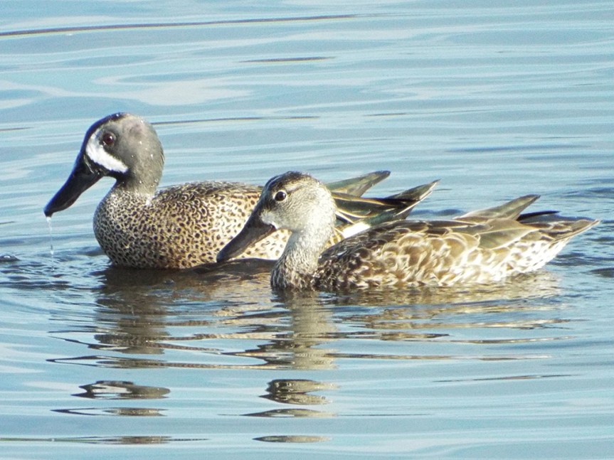 blue-winged-teal-couple
