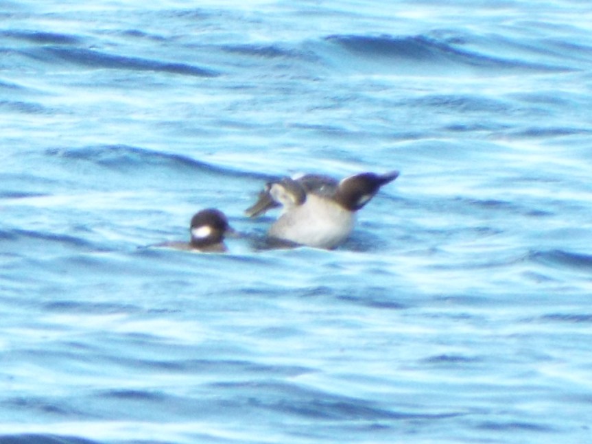 bufflehead-in-there2