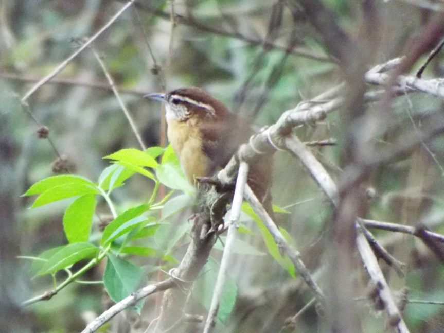 carolina-wren