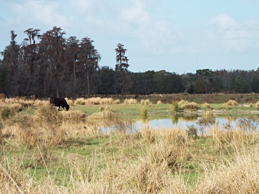 cow-and-pond