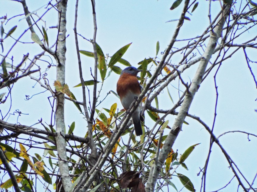eastern-bluebird