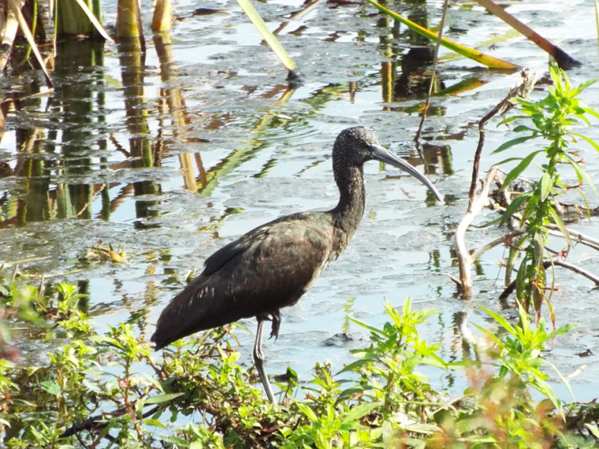 glossy-ibis