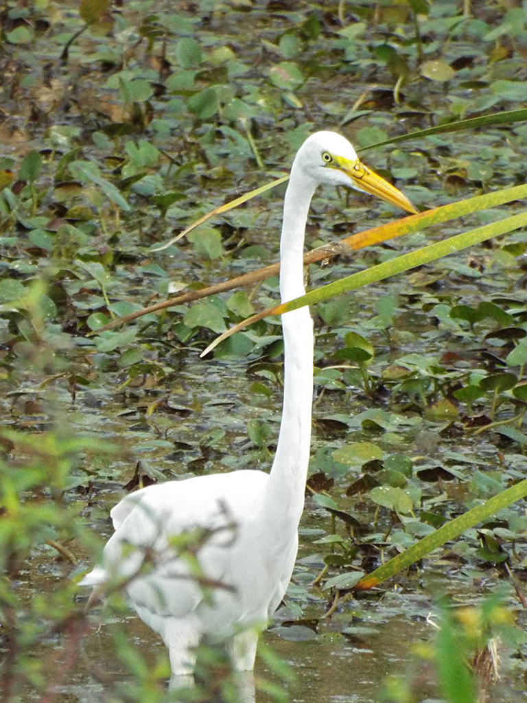 great-egret2