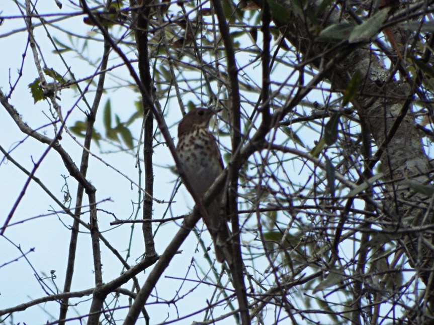 hermit-thrush