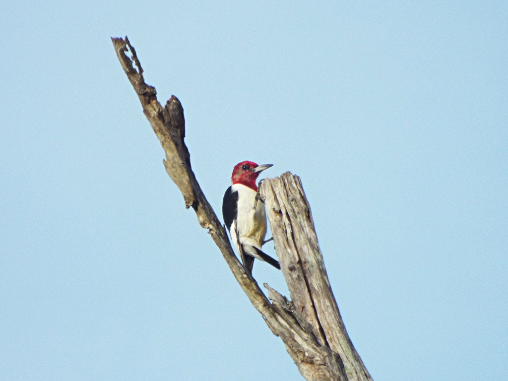red-headed-woodpecker
