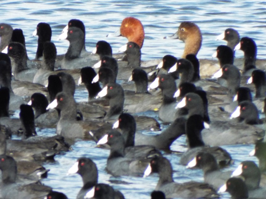 redheads-coots