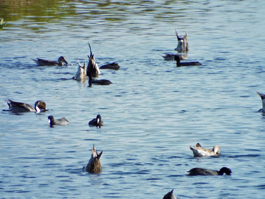 shovelers-pintails-coots