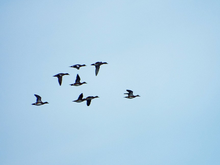 wigeons-flight