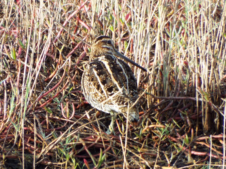 wilsons-snipe1
