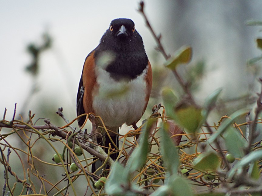 another-eastern-towhee
