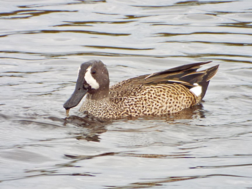 blue-winged-teal