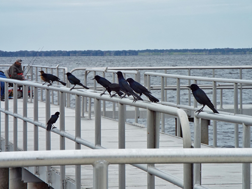 boat-tailed-grackles