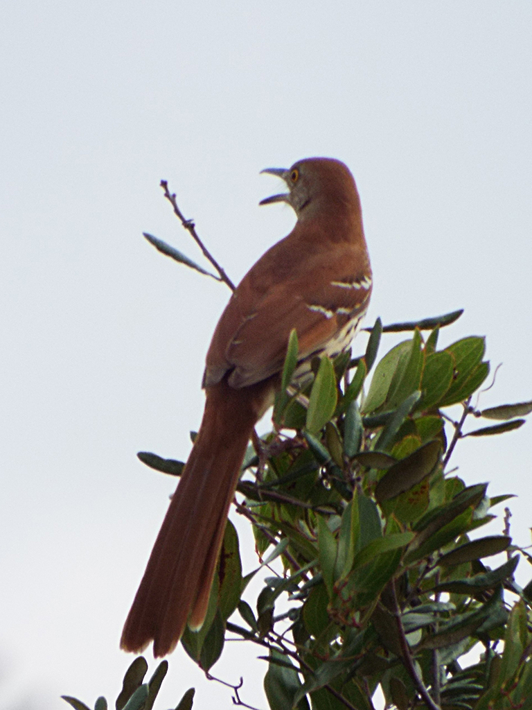 brown-thrasher