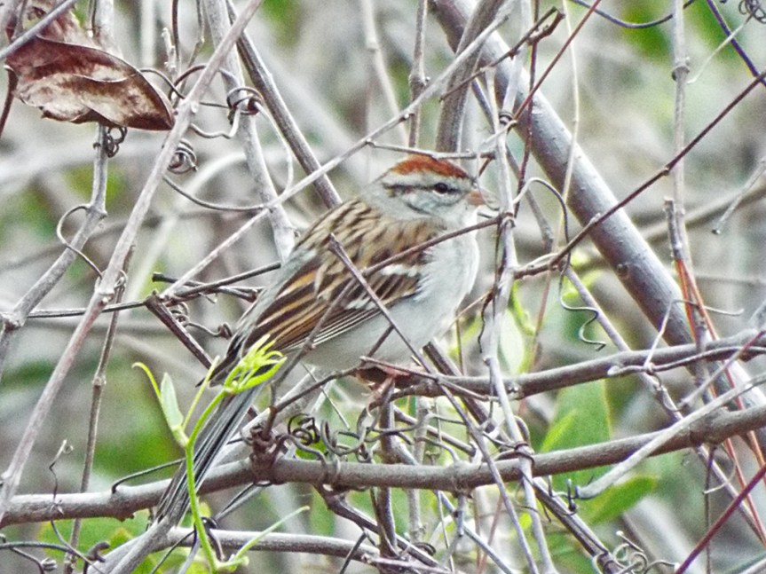chipping-sparrow