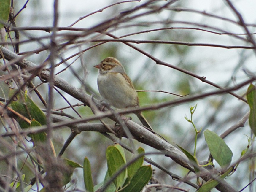 clay-colored-sparrow