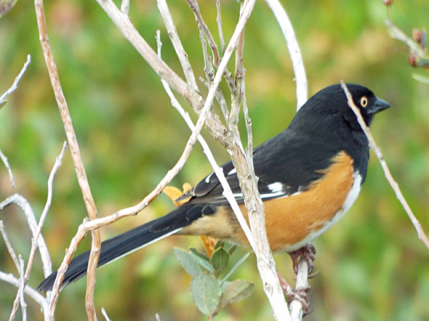 eastern-towhee