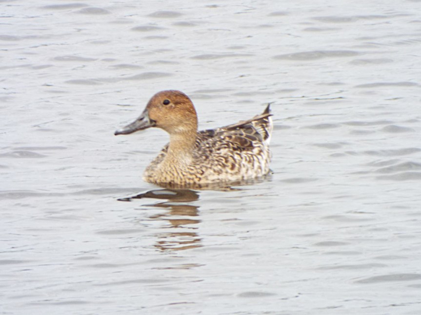 female-pintail