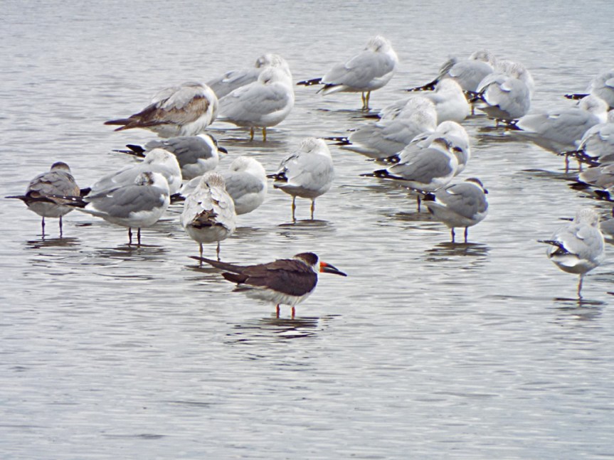 gulls-terns-skimmer