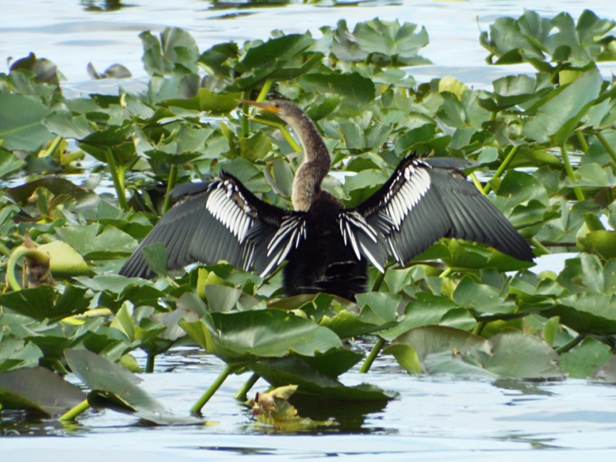 joe-overstreet-anhinga