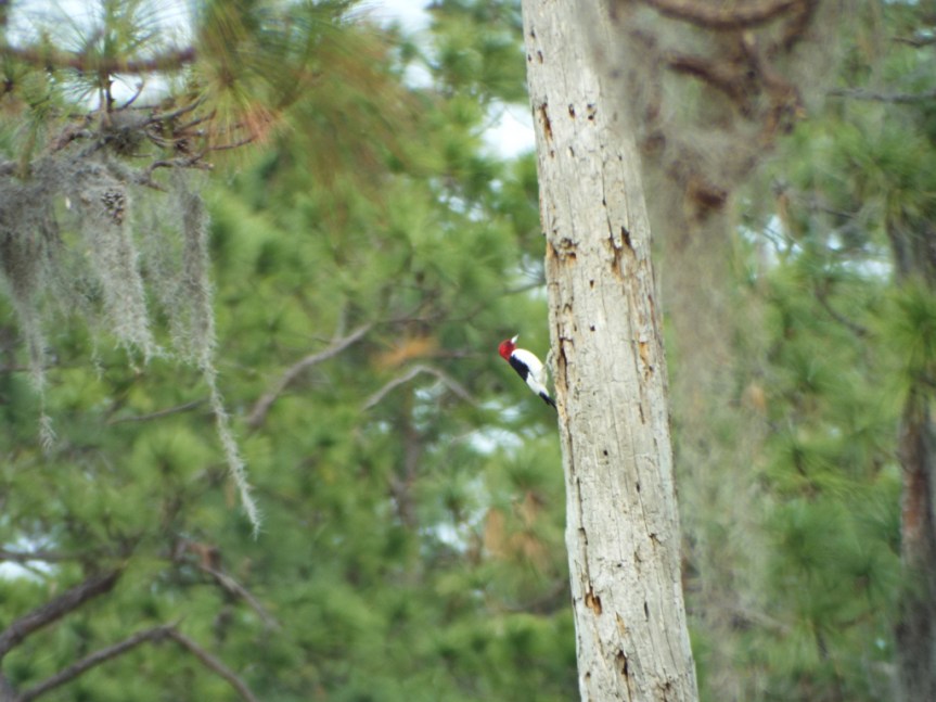 joe-overstreet-redheaded