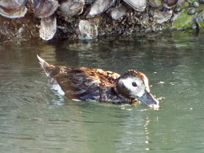 long-tailed-duck_1