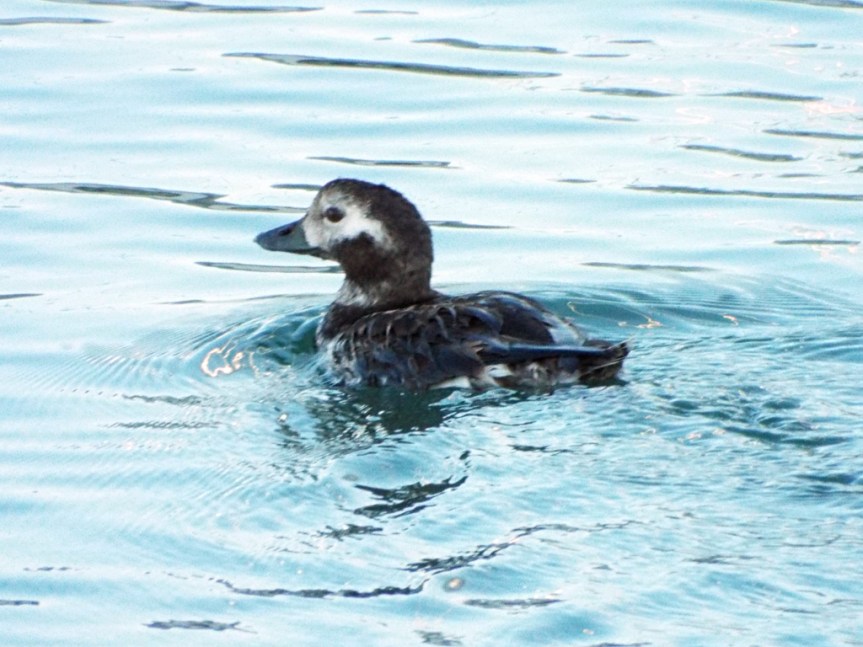 long-tailed-duck_2