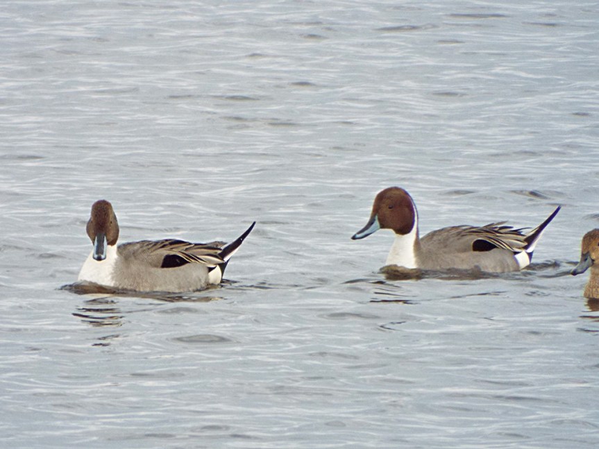 male-pintails