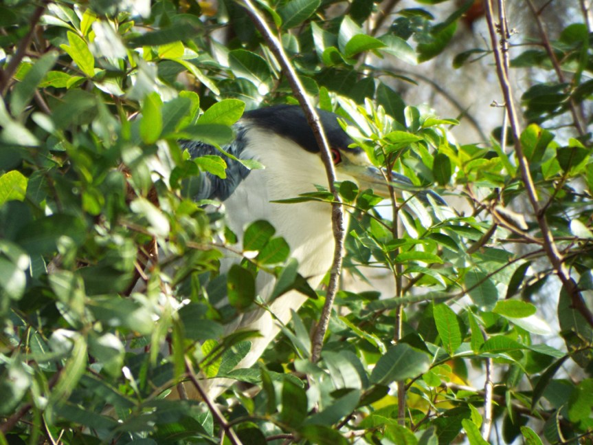 marian-black-crowned-night-heron