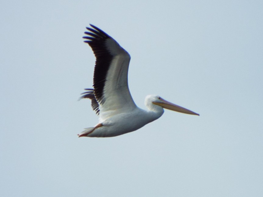 marian-pelican-flight