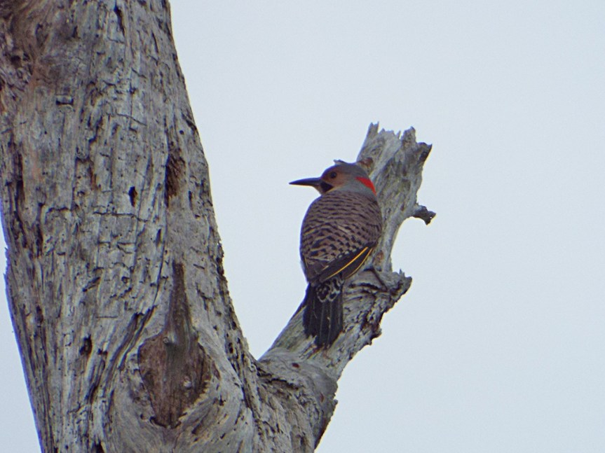 northern-flicker
