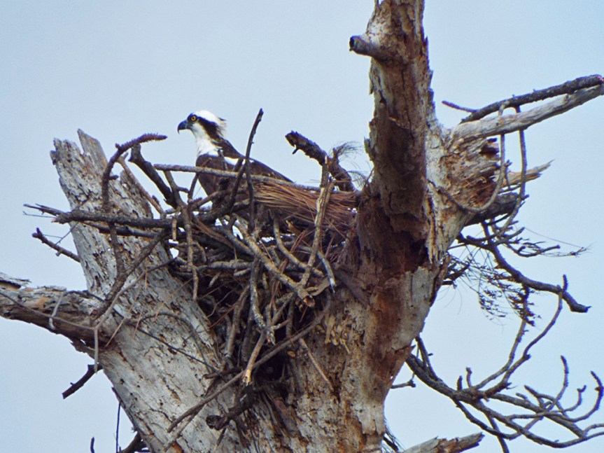 osprey-nest