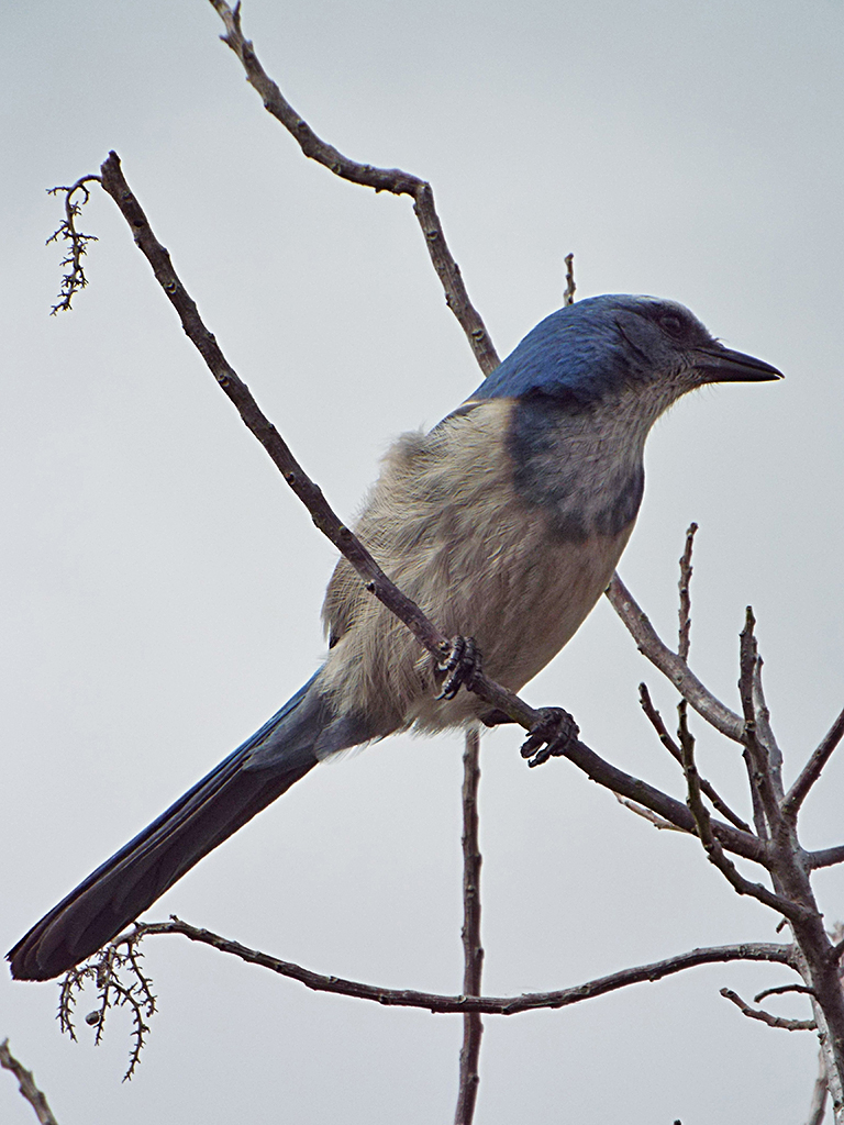 scrub-jay-1
