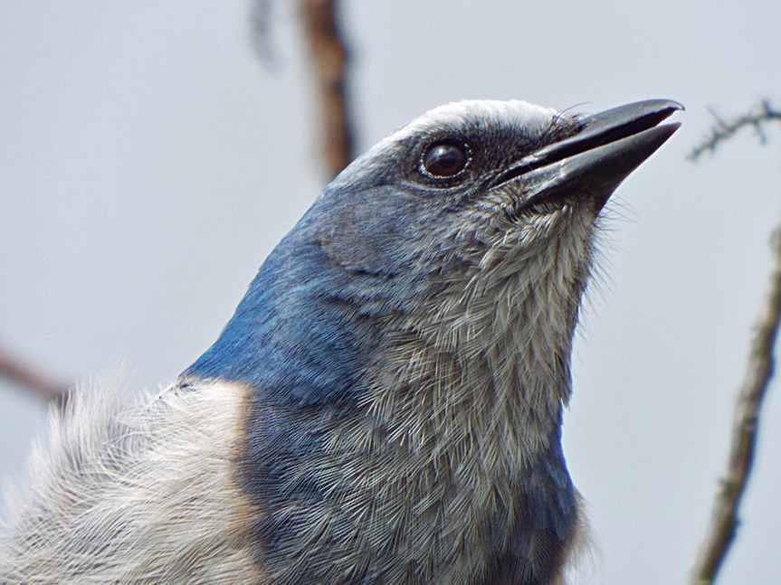 scrub-jay-2