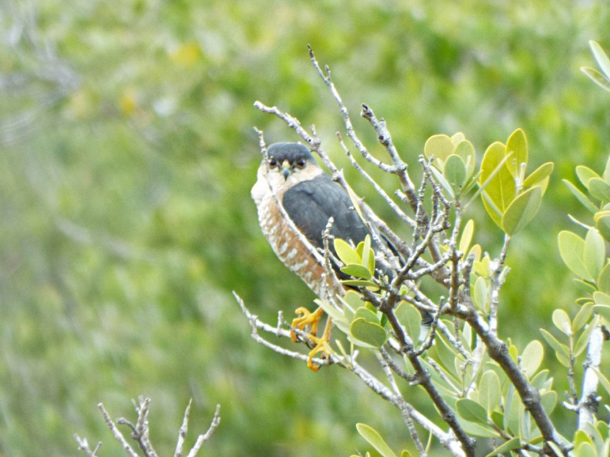 sharp-shinned-hawk