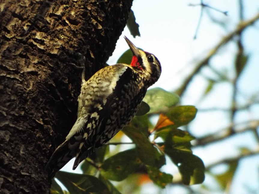 yellow-bellied-sapsucker