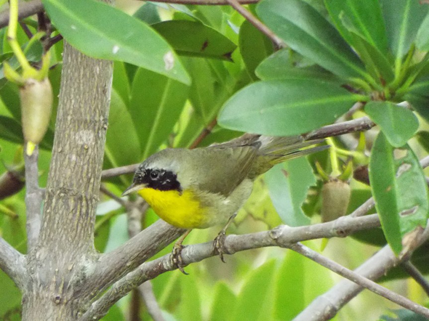 common-yellowthroat