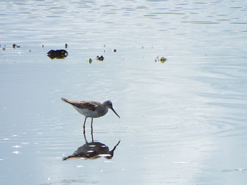 greater-yellowlegs