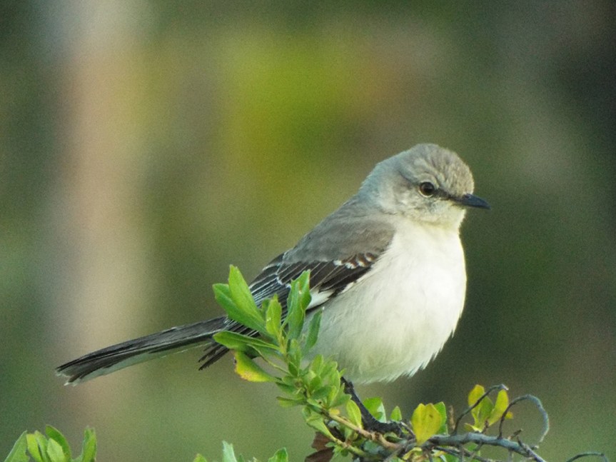mockingbird