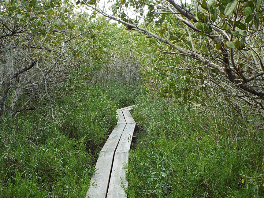pine-island-elevated-path