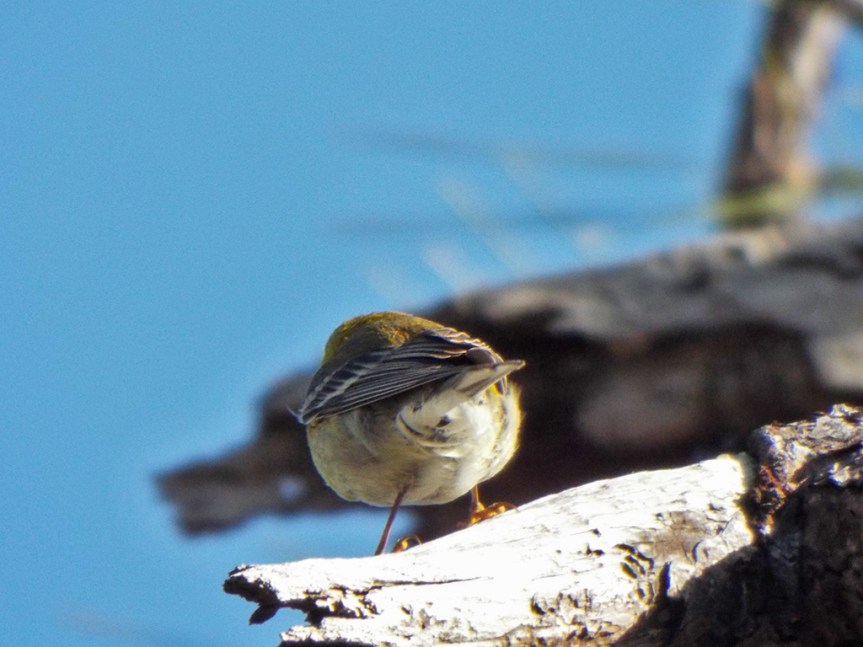 pine-warbler-rear
