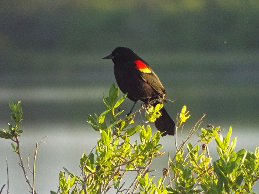 redwing-blackbird