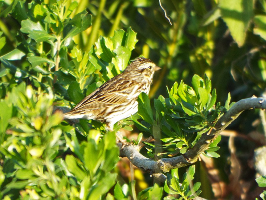 savannah-sparrow