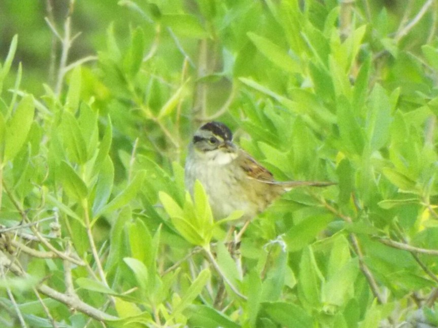 sparrow-mystery-3-4-2017