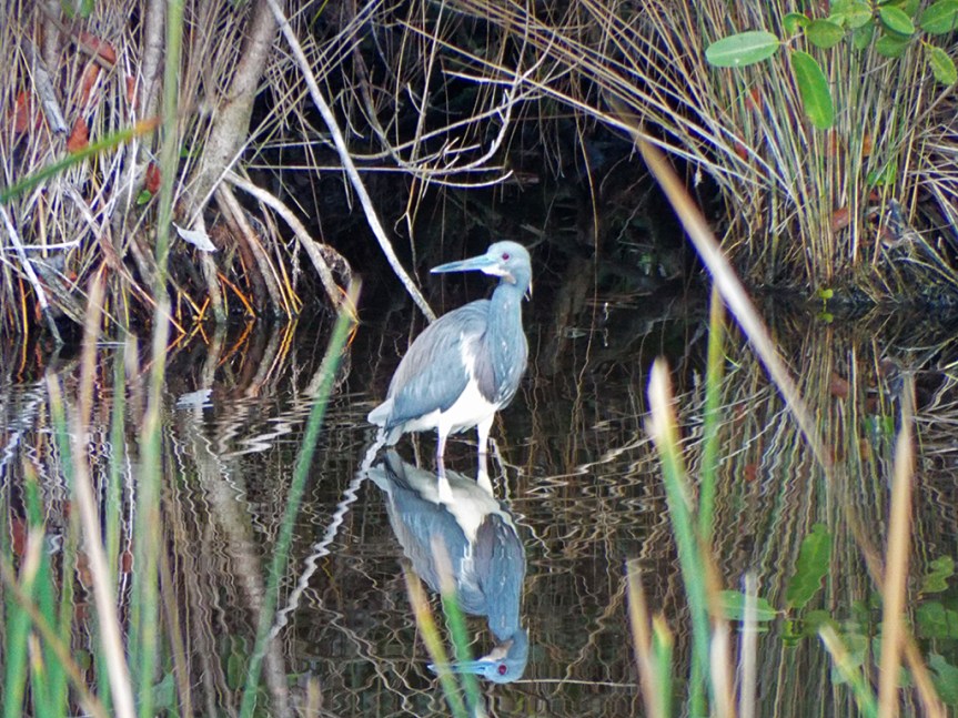tricolored-breeding1